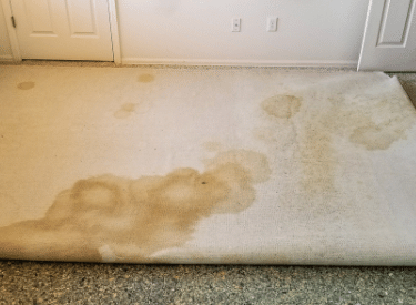 pet odor cleaning by beclean carpet pet odor service