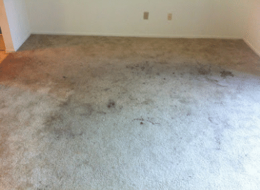 before carpet cleaning service by beclean carpet cleaning carpet repair