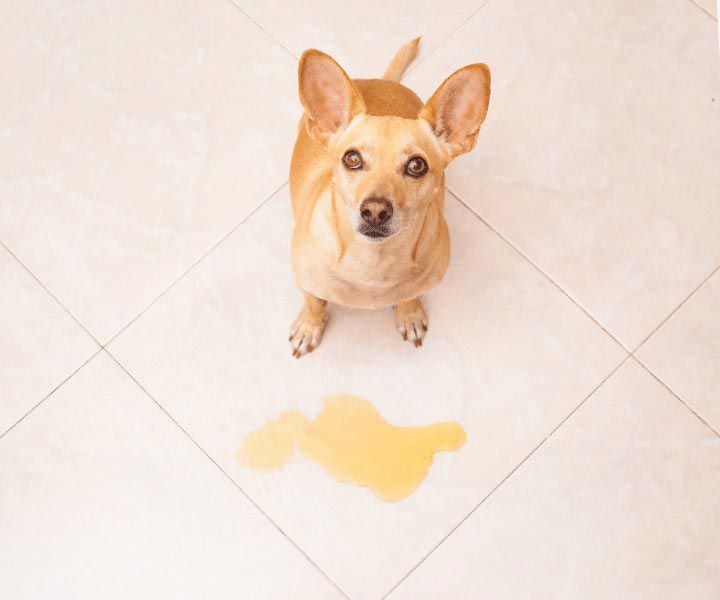 Pet odor and stain removal service
